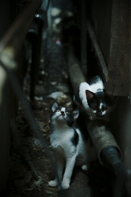 逆转基因与主宰密码,当吉林队遥遇班凯罗,跨越时空的体育英雄论