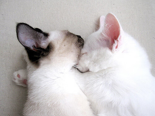 76人防线崩塌之夜,戈贝尔狂飙30+20,传统内线宣告统治回归