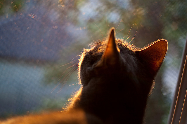 唯一交汇点,德布劳内的冠军灵魂在NBA季后赛之夜闪耀