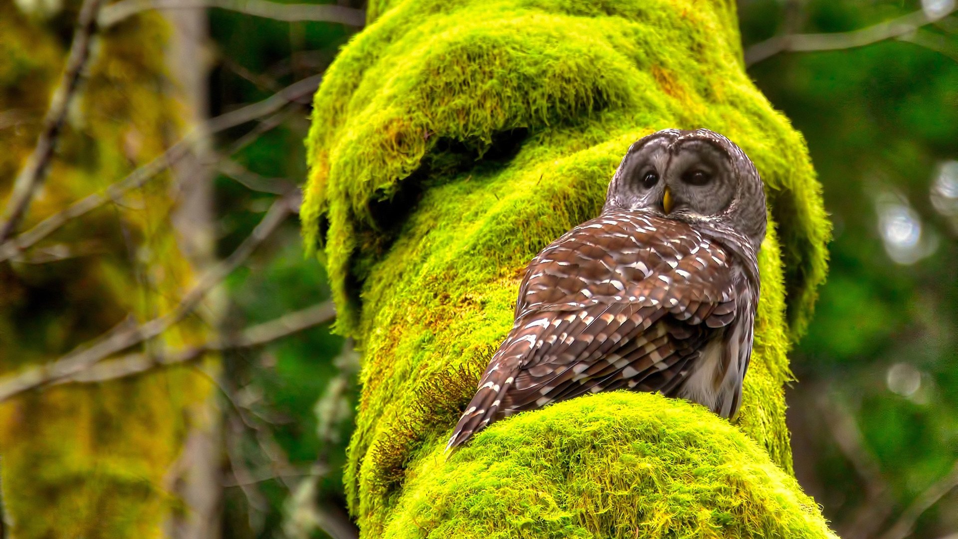 玫瑰战争新篇，翡冷翠钻石照亮都灵，北伦敦机器碾碎维京防线