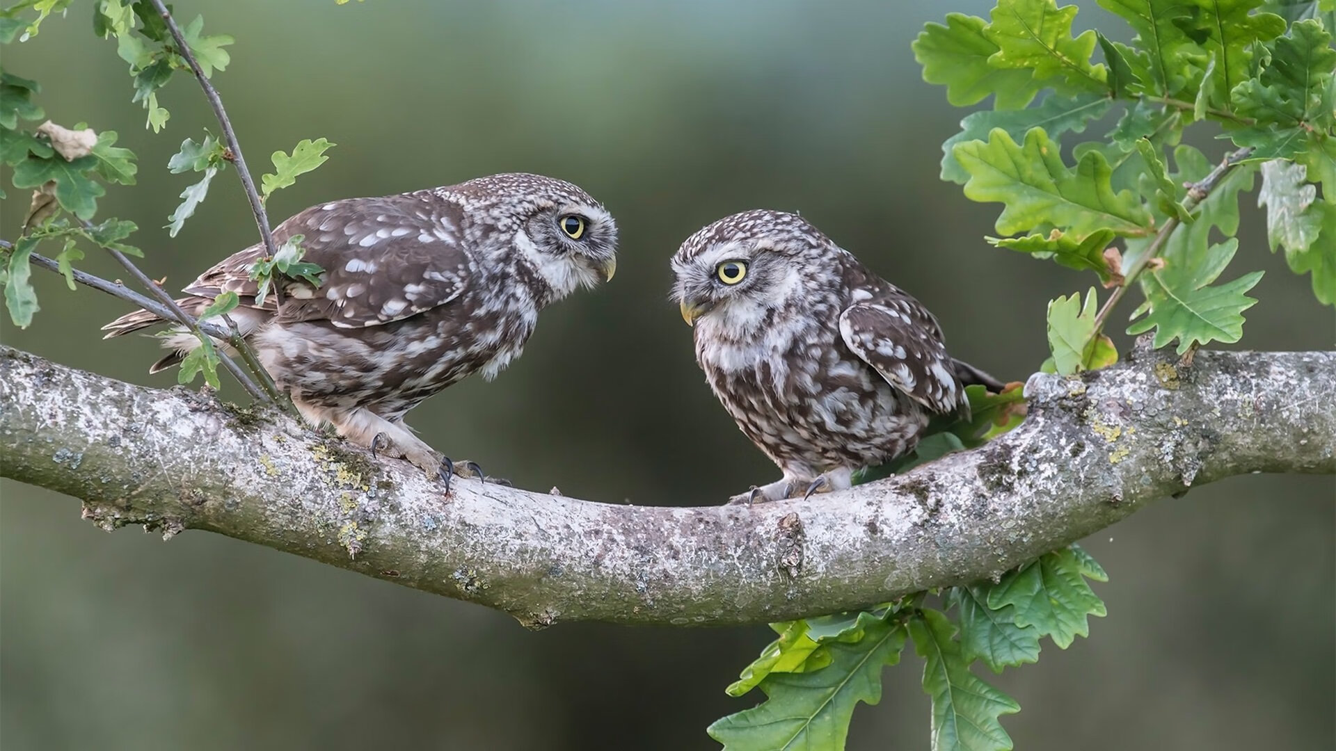 跨越重洋的篮球之火，当开拓者终结马刺王朝，克莱在德甲上演王者归来