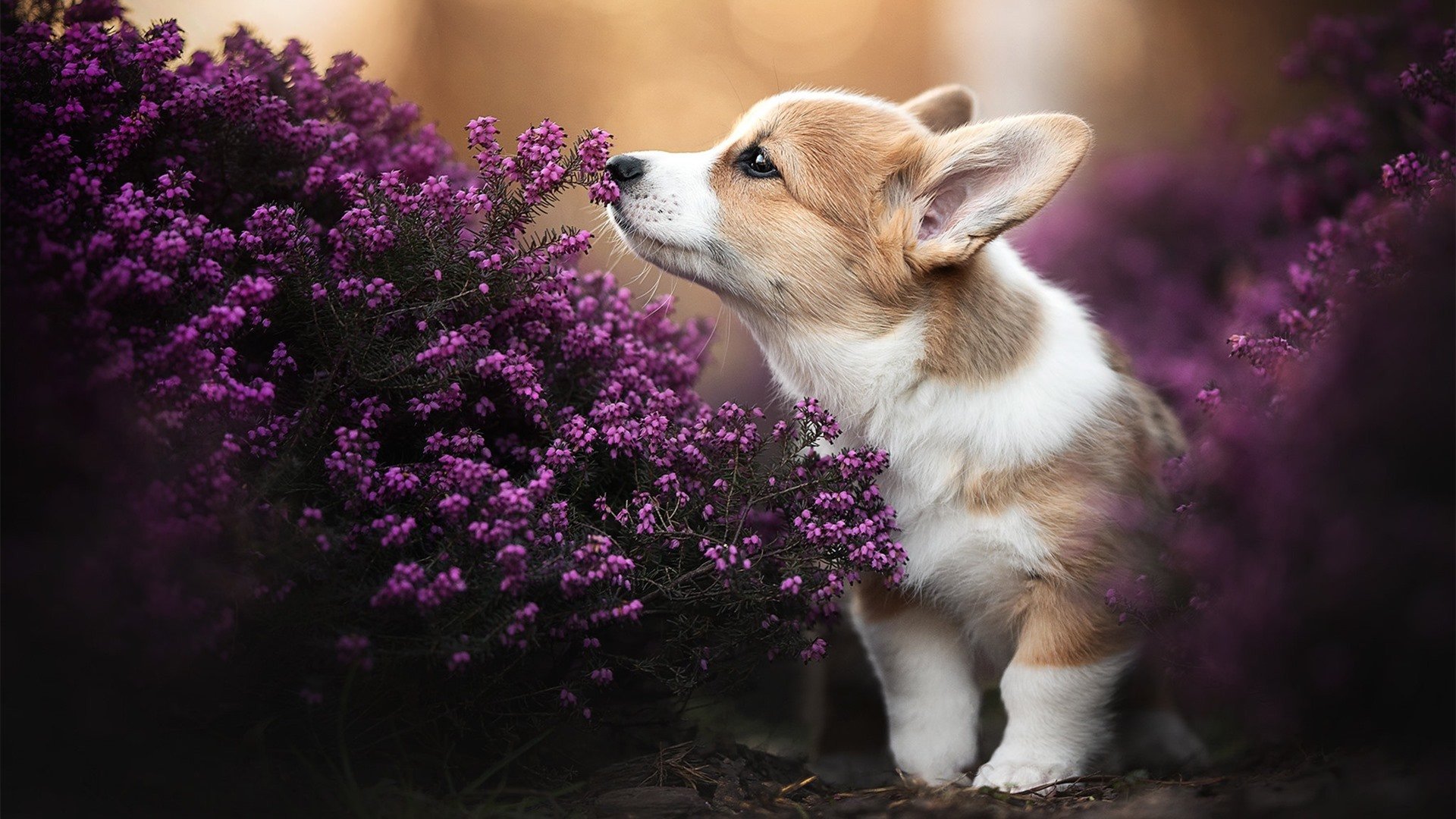 贝林厄姆关键制胜,德国轻取AC米兰,新星崛起奠定胜局