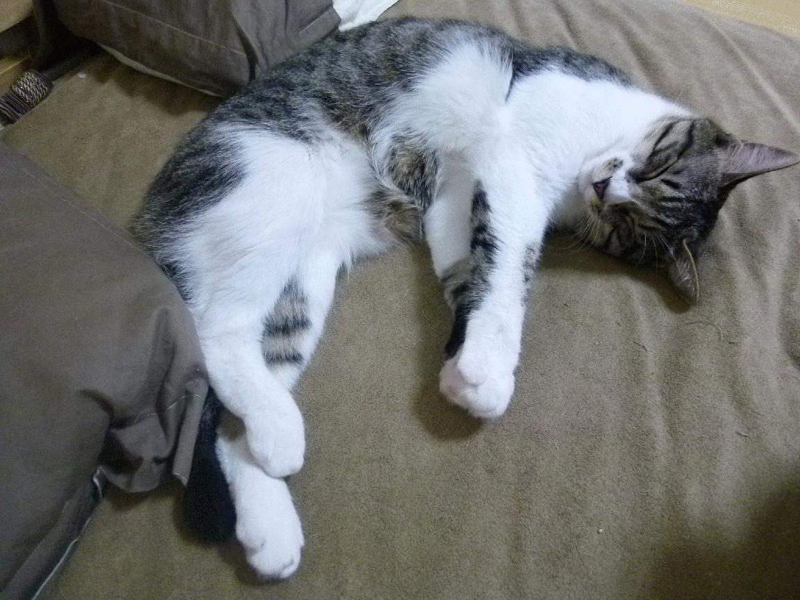 当劳塔罗的左脚画出东决弧线,一场横跨大陆与运动的硬仗启示录