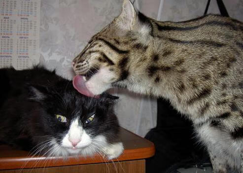 卓越无界，当约基奇遇见爵士—舞台与粉碎的艺术