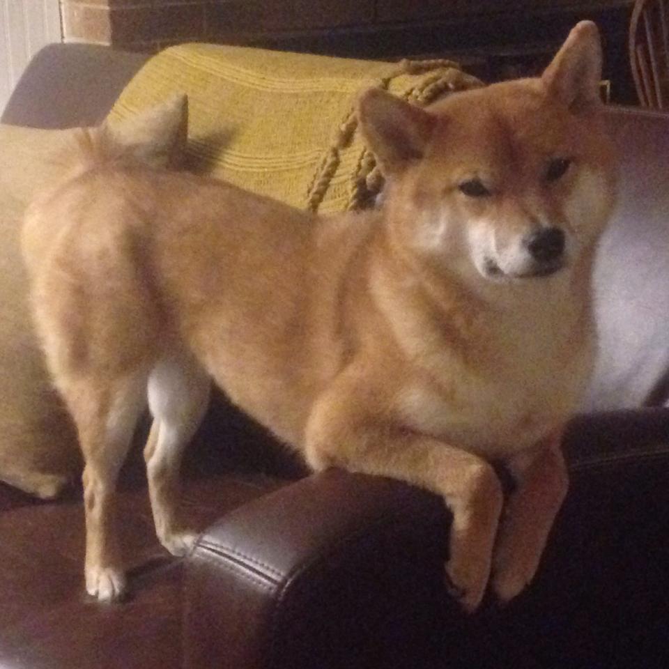 致命蜂刺，武切维奇在最后五秒的逆转史诗