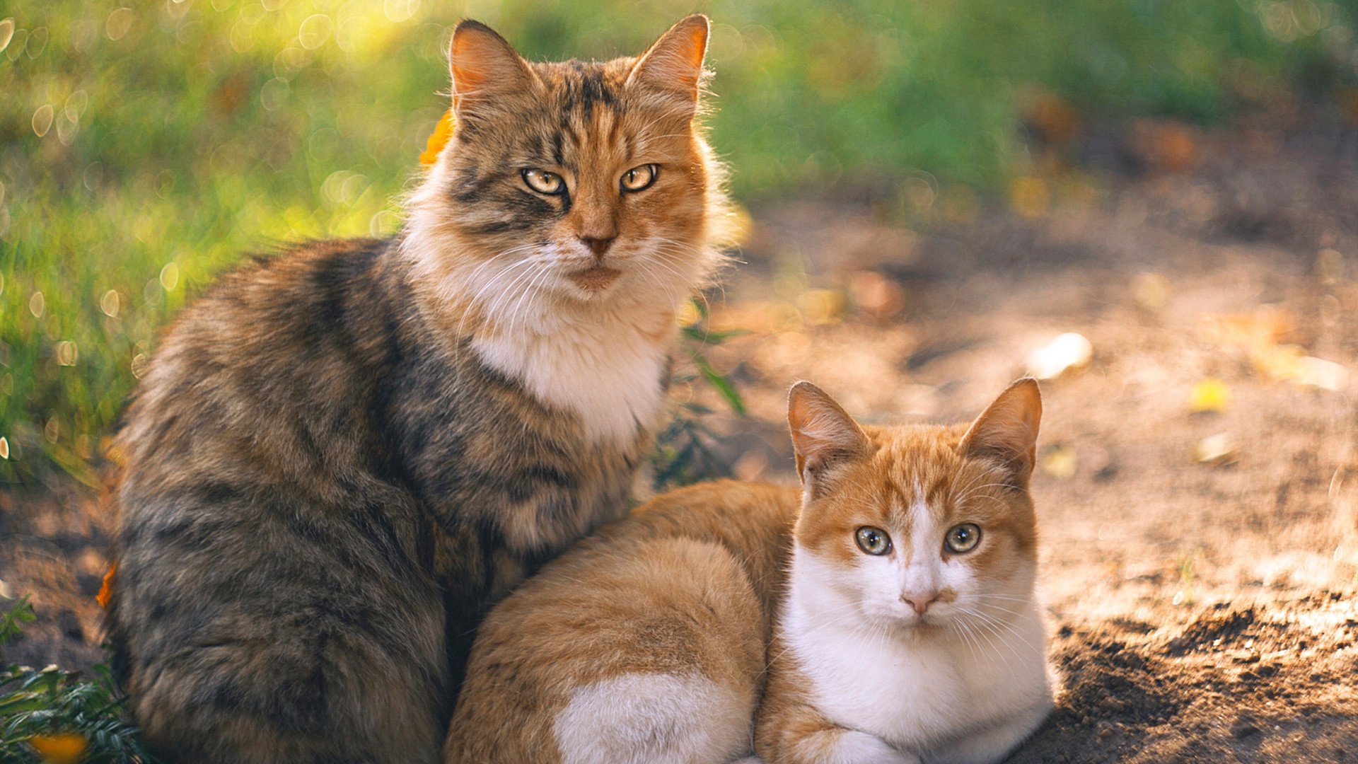 程序入侵，数据风暴中的北京队狂胜快船