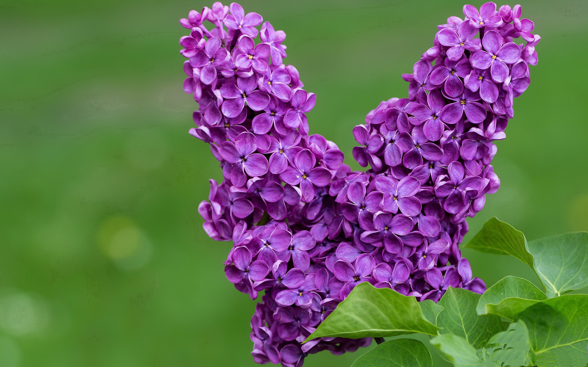 当西决的剧本写在绿茵场，委内瑞拉如何用一场生死战定义伟大