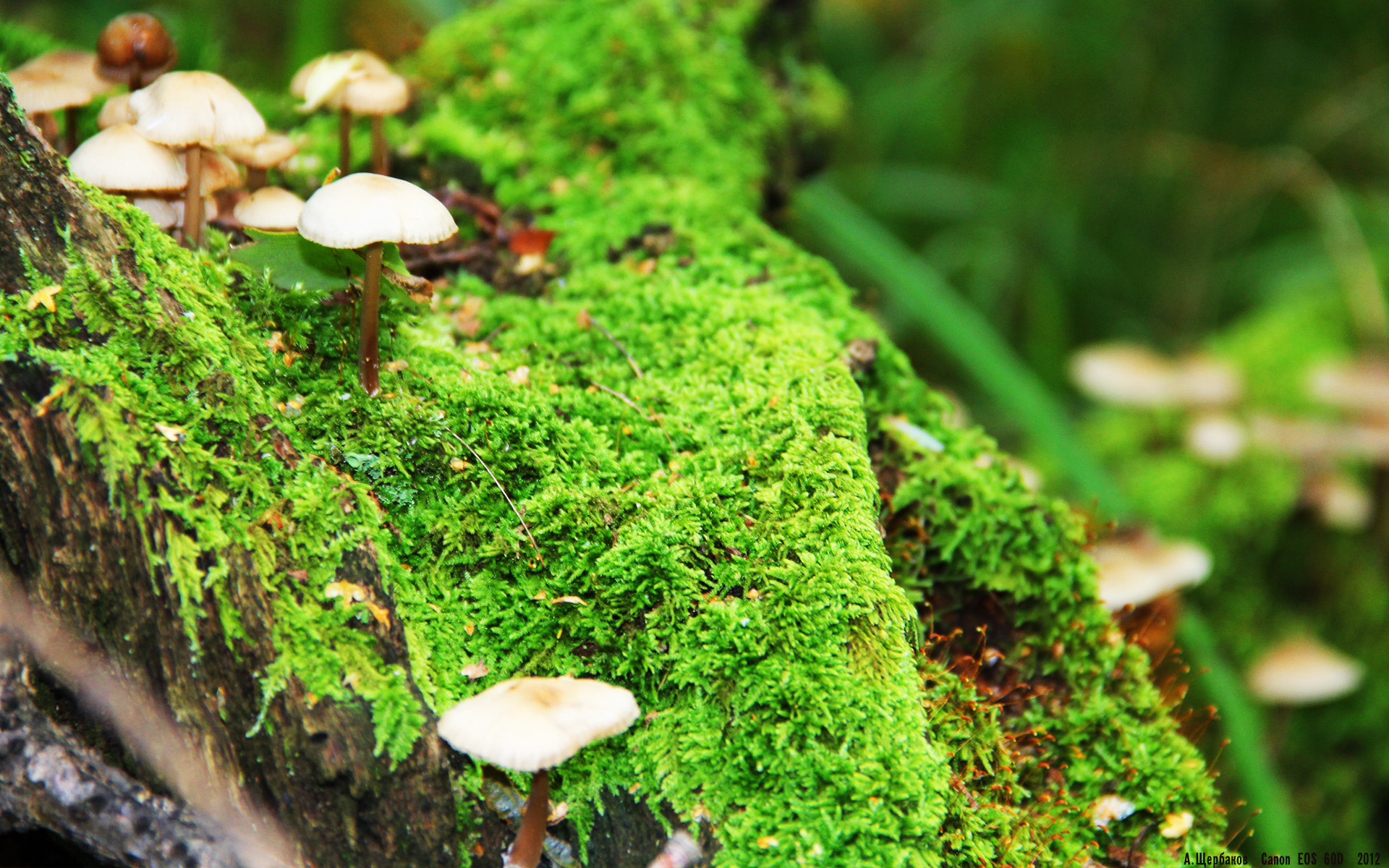 贝蒂斯对阵卡塔尔，凯恩的统治性表现