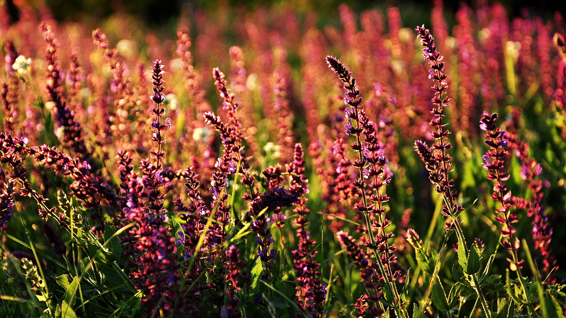 阿劳霍一锤定音闪耀全场，秘鲁队惊险力克毕尔巴鄂竞技