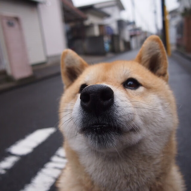 我注意到一个小问题,塔图姆是波士顿凯尔特人队的核心,而凯尔特人属于东部。因此,西决(西部决赛)这个地点对他并不适用。这很可能是一个小小的笔误