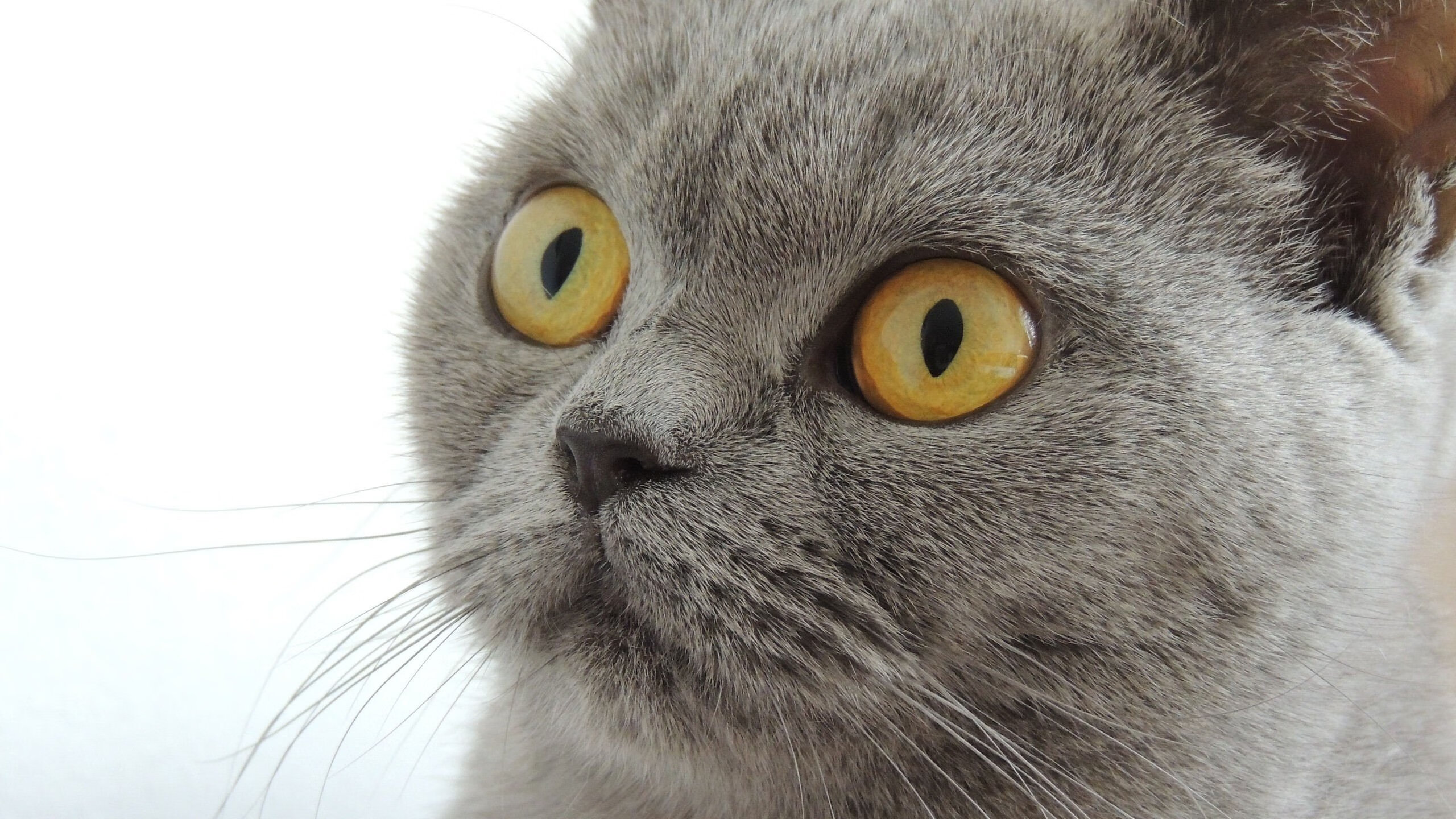 跨次元掌控，上海队代码库轻取湖人，拉文节奏全解析