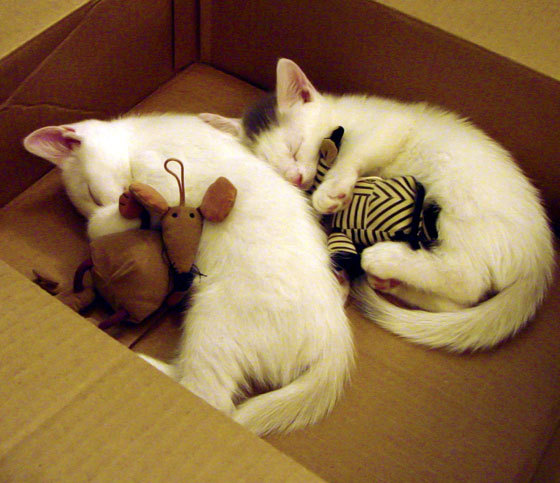 无名小卒的逆袭之夜,马克西如何单枪匹马撕碎快船防线