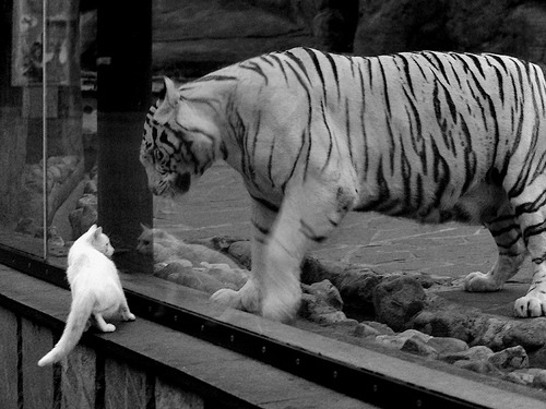 制胜不只在最后三秒,文班亚马如何用天赋和头脑重写了掘金对阵灰熊的剧本